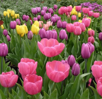Kailan mas mahusay na magtanim ng mga tulip sa taglagas sa rehiyon ng Moscow