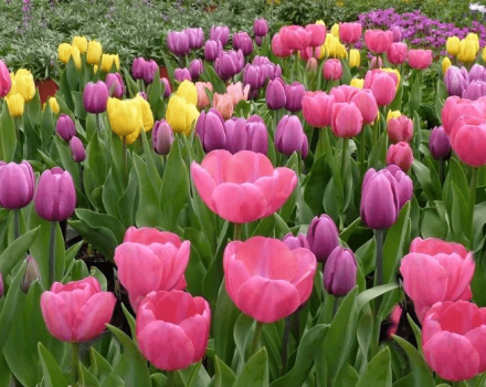 When is it better to plant tulips in the fall in the Moscow region