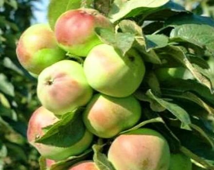 Περιγραφή της στήλης ποικιλίας μήλου Priokskoe και της απόδοσης, των πλεονεκτημάτων και των μειονεκτημάτων της