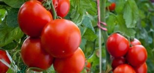 Characteristics and description of the Gilgal tomato variety