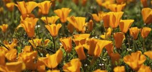 Description of varieties and cultivation of perennial escholzia, planting and care