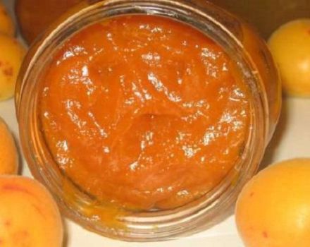 TOP 14 des recettes pour cuisiner des abricots en conserve pour l'hiver