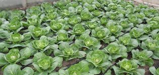 How to properly feed cabbage with iodine in the open field