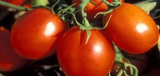 Descripción de la variedad de tomate Stanichnik, características de cultivo y cuidado.