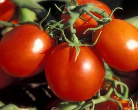 Pomidorų veislės „Stanichnik“ aprašymas, auginimo ir priežiūros ypatybės