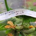 Sibirian Express gurķu šķirnes apraksts, audzēšanas un kopšanas iezīmes