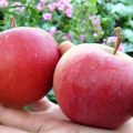 Az almafajta leírása és jellemzői Jó hír, ültetés és termesztés