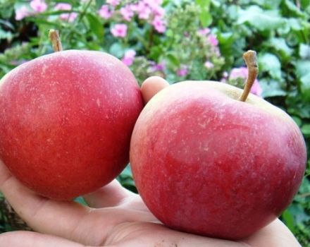 รายละเอียดและลักษณะของพันธุ์แอปเปิ้ลข่าวดีการปลูกและการเติบโต