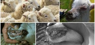 Symptoms of contagious ecthyma of sheep and a virus pathogen than to treat