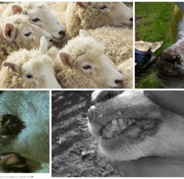 Los síntomas del ectima contagioso de las ovejas y el virus patógeno, cómo tratar.