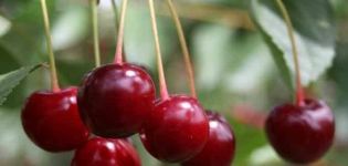 Descrierea soiului de cireș Sania și caracteristicile pomului și fructelor, cultivarea și îngrijirea