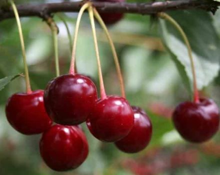 Περιγραφή της ποικιλίας κερασιών Sania και χαρακτηριστικά του δέντρου και των φρούτων, καλλιέργεια και φροντίδα