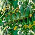 Description of the cucumber variety Garland f1, recommendations for growing and care