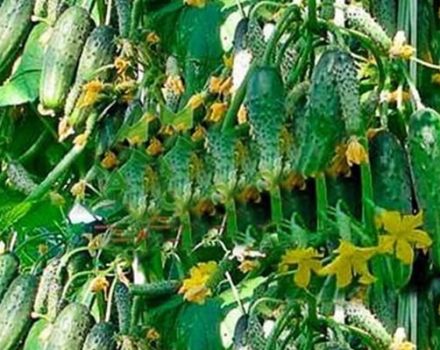 Descripció de la varietat de cogombre Garland f1, recomanacions de cultiu i cura