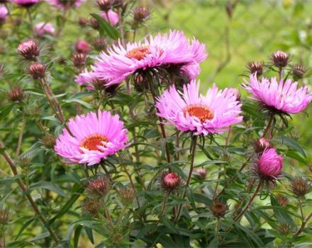 Description of New England aster varieties, planting and care features