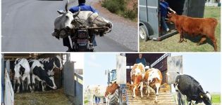 Các quy tắc vận chuyển bò và loại hình vận chuyển để lựa chọn, các tài liệu cần thiết