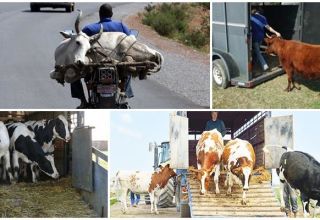 Reglas para el transporte de vacas y qué transporte elegir, la documentación necesaria.