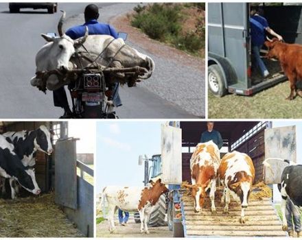 Reglas para el transporte de vacas y qué transporte elegir, la documentación necesaria.