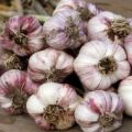 Description of the Dobrynya garlic variety, features of cultivation and care