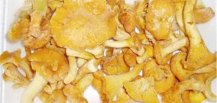 The best recipes on how to properly freeze chanterelles fresh for the winter at home