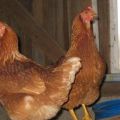 Description and characteristics of Tetra breed chickens, maintenance rules