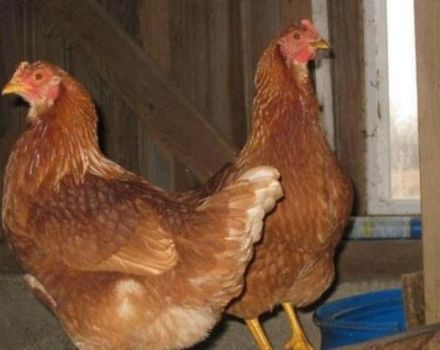 Description and characteristics of Tetra breed chickens, maintenance rules