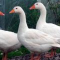 תיאור המאפיינים של אווזים מגזע הריין, תזונתם וגידולם