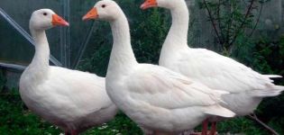 Description and characteristics of geese of the Rhine breed, their diet and breeding