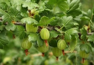 How to plant a standard gooseberry, growing, planting and care