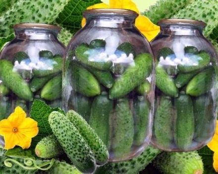 Een stapsgewijs recept voor het koken van komkommers met een kaars voor de winter