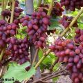 Arochny üzümlerinin tanımı ve özellikleri, çeşitliliğin tarihçesi ve yetiştirme kuralları