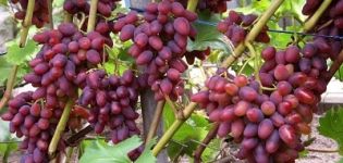 Opis i cechy winogron Arochny, historia odmiany i zasady uprawy