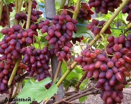 Arochny vīnogu apraksts un īpašības, šķirnes vēsture un audzēšanas noteikumi