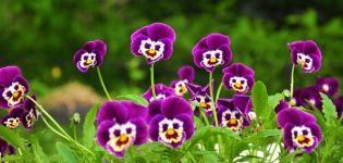 Περιγραφή και χαρακτηριστικά τύπων πολυετών λουλουδιών για τα Ουράλια, φύτευση και φροντίδα