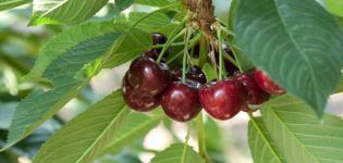 Descrizione e caratteristiche delle varietà di ciliegio Vocazione, storia e caratteristiche di coltivazione