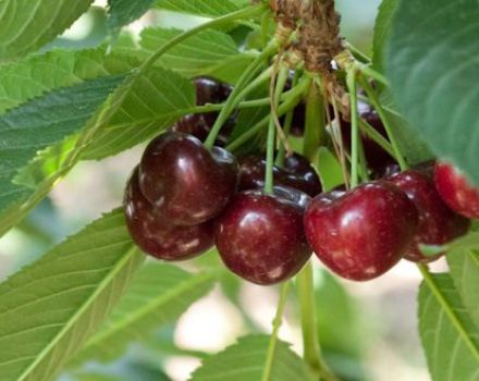 Beskrivelse og egenskaber ved kirsebærsorter Vokation, historie og funktioner i kultivering
