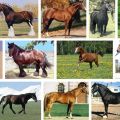 Lista y descripciones de las 40 mejores razas de caballos, características y nombres