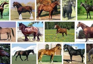 Luettelo ja kuvaus 40 parhaasta hevosrotuista, ominaisuudet ja nimet