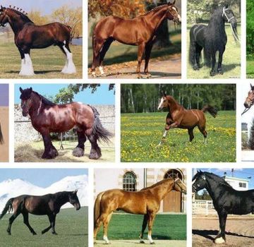 List and descriptions of the 40 best horse breeds, characteristics and names
