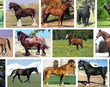 Seznam a popisy 40 nejlepších plemen koní, charakteristik a jmen