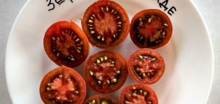 Descripción y rendimiento de las variedades de tomate Marshmallow en chocolate