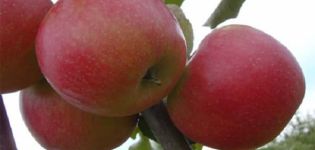 Opis odrody a výnosu jablone Katerina, charakteristika a oblasti pestovania