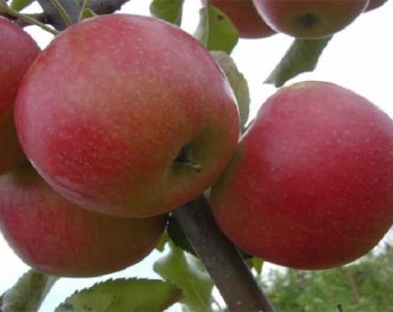 Opis odrody a výnosov jablone Katerina, charakteristika a oblasti pestovania