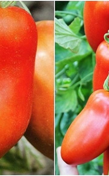 Beschreibung der Hugo-Tomatensorte, ihrer Eigenschaften und Produktivität