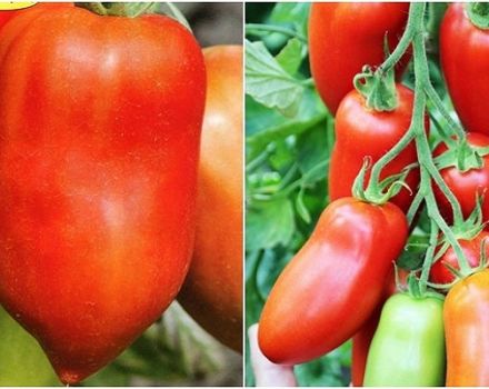 Opis odmiany pomidora Hugo, jej właściwości i produktywności