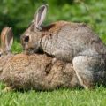 Tuổi giao phối của thỏ và các quy tắc trong nhà cho người mới bắt đầu