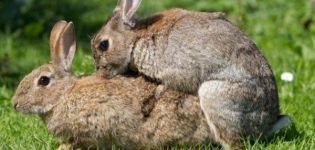 Kaninernas ålder för parning och husregler för nybörjare