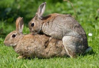 Edat dels conills per a l’aparellament i les regles de casa per a principiants