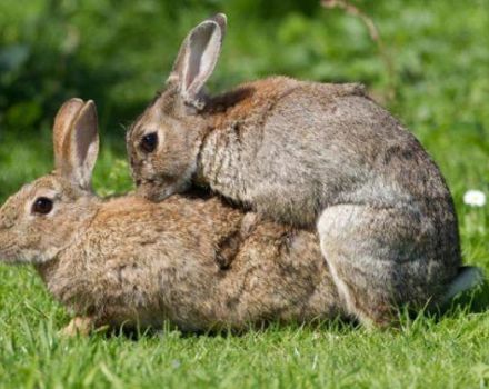 Çiftleşme için tavşan yaşı ve yeni başlayanlar için ev kuralları