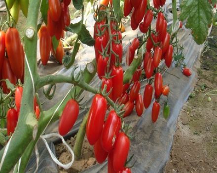 Eigenschaften und Beschreibung der Tomatensorte Inkas